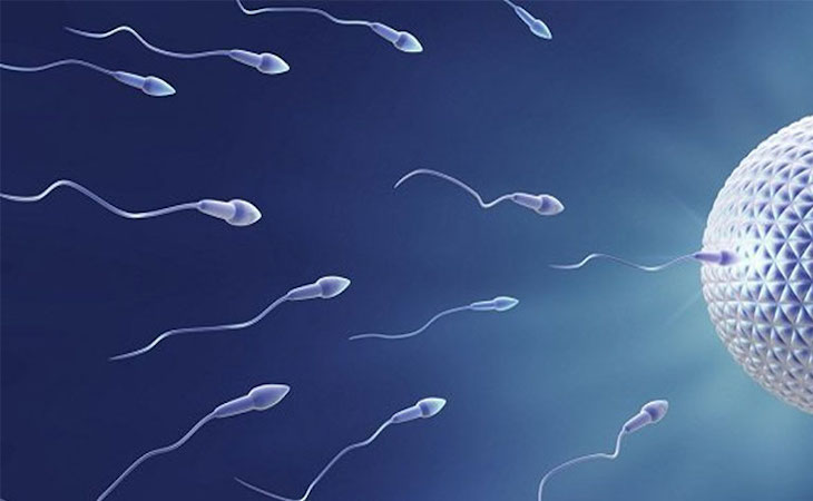Tinh trùng ít và yếu ảnh hưởng đến khả năng thụ thai