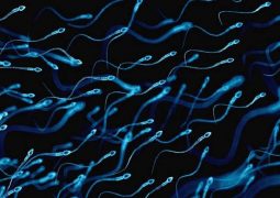 Tinh trùng yếu - bệnh lý nam khoa ảnh hưởng đến sinh sản