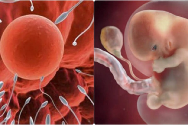 Tinh trùng có ảnh hưởng đến thai nhi không? Tinh trùng không thể gây ảnh hưởng đến bào thai