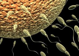 Tinh trùng yếu ảnh hưởng trực tiếp đến khả năng sinh sản của nam giới