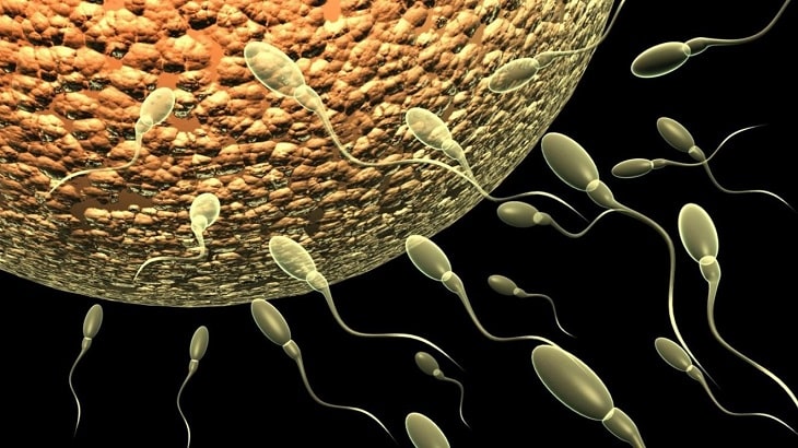 Tinh trùng yếu ảnh hưởng trực tiếp đến khả năng sinh sản của nam giới