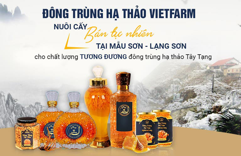 cach ngam ruou dong trung ha thao voi sam