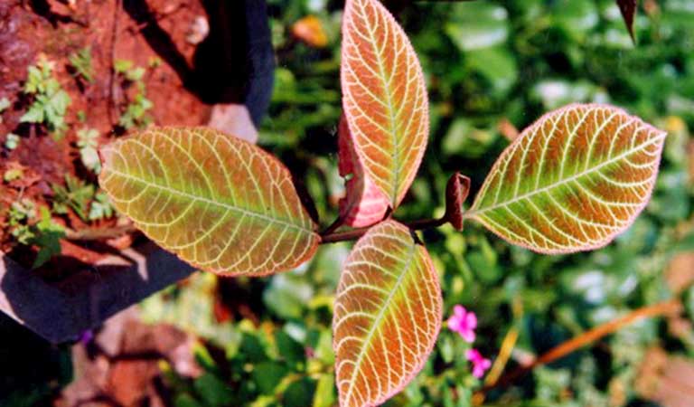 Cách chữa bệnh đau dạ dày bằng thuốc Nam từ lá cây khôi tía