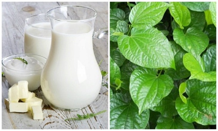 Kết hợp lá lốt và sữa tươi cũng là một cách cung cấp dinh dưỡng cho cơ thể