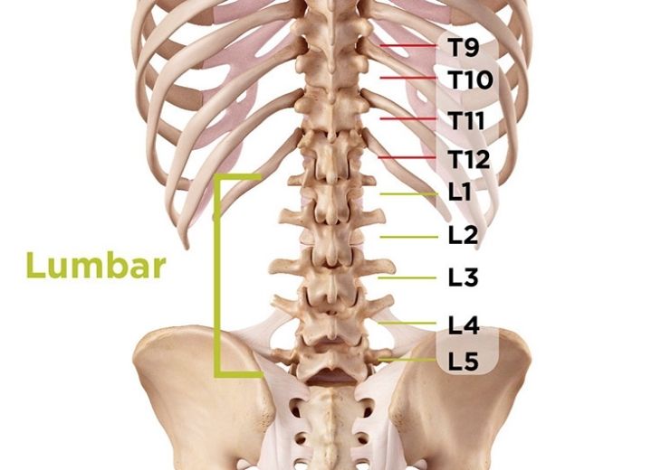 Đốt sống lưng L4 L5 nằm ở vị trí cuối cùng của cột sống thắt lưng