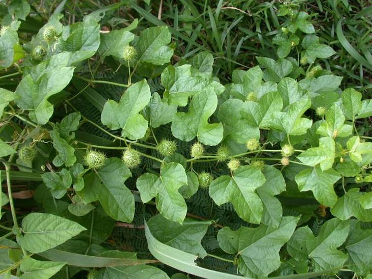 Lá lạc tiên là một loại thảo dược quen thuộc của người dân Việt Nam