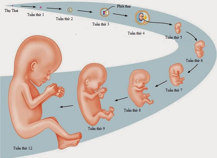 Tam cá nguyệt thứ nhất là giai đoạn đầu tiên của sự phát triển của thai nhi