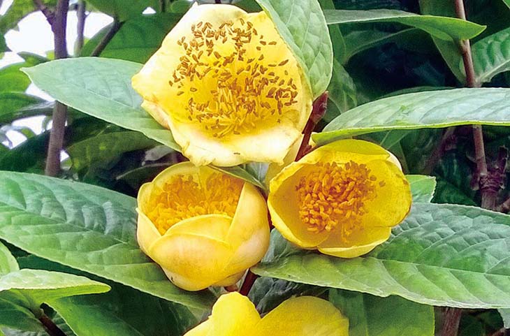 Trong Đông y, trà hoa vàng được xếp vào một trong những loại thảo dược quý
