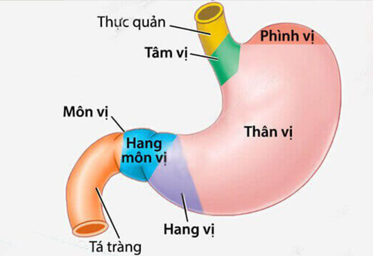 Hang vị dạ dày là bộ phận nằm ở gần cuối dạ dàycuối dạ dày