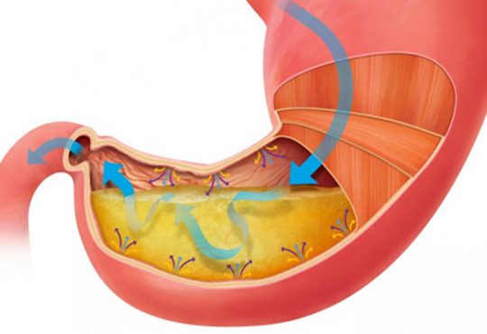Hang vị dạ dày ở đâu và có chức năng gì trong hệ tiêu hóa?