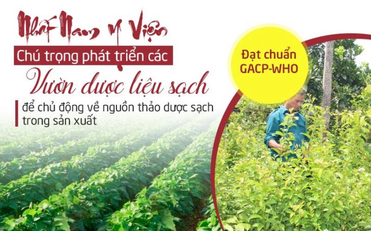Dược liệu sạch, đảm bảo dược tính, chất lượng được thu hái trực tiếp từ những vườn thuốc tại Trung tâm Da liễu Đông y Việt Nam