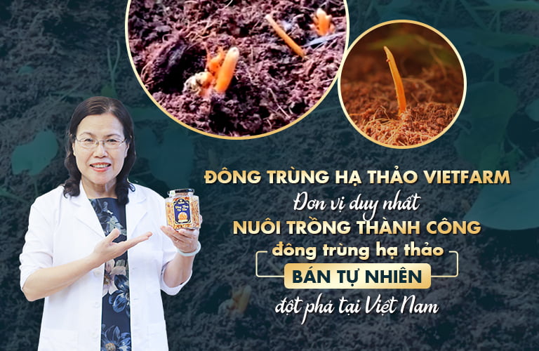 Đông trùng hạ thảo Vietfarm là sản phẩm DUY NHẤT hiện nay được nuôi trồng BÁN TỰ NHIÊN tại Việt Nam