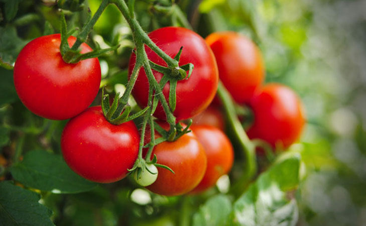 Thành phần của cà chua có chứa nhiều vitamin A,C,K