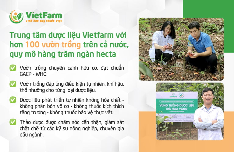Trung tâm Vietfarm sở hữu nhiều vườn trồng trên cả nước trong đó có hoa Atiso
