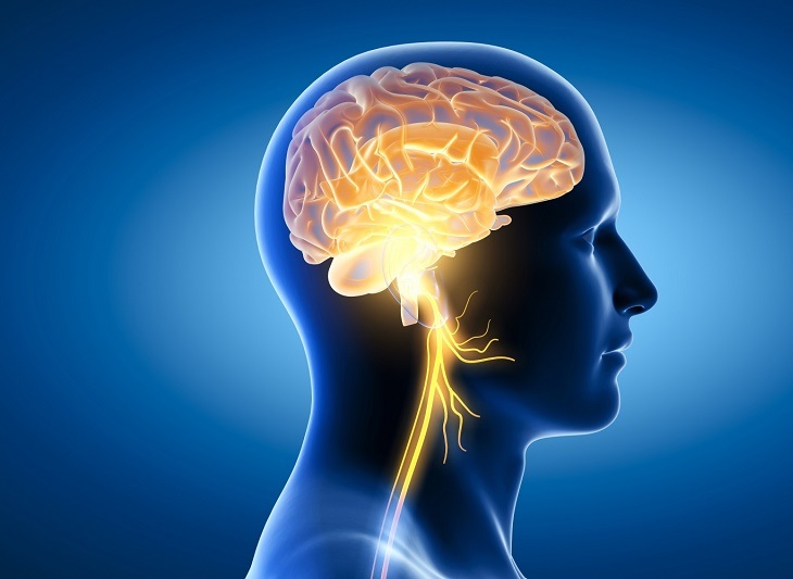 Não bộ được bổ sung thêm nhiều dưỡng chất nhằm nâng cao trí nhớ