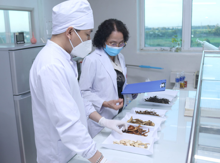 Bác sĩ Lê Phương nghiên cứu về các thành phần thảo dược có trong công thức bài thuốc Nhất Nam Hoàn Nguyên Bì