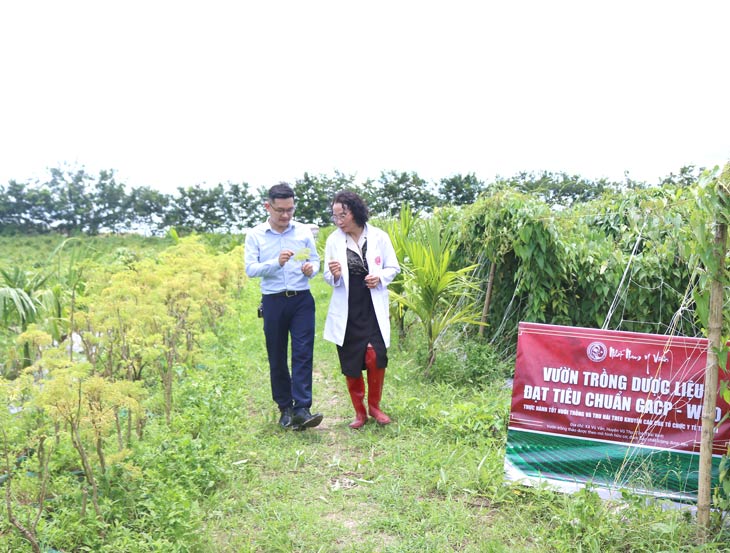 Trung tâm Da liễu Đông y Việt Nam chú trọng phát triển vườn dược liệu sạch đạt tiêu chuẩn GACP-WHO
