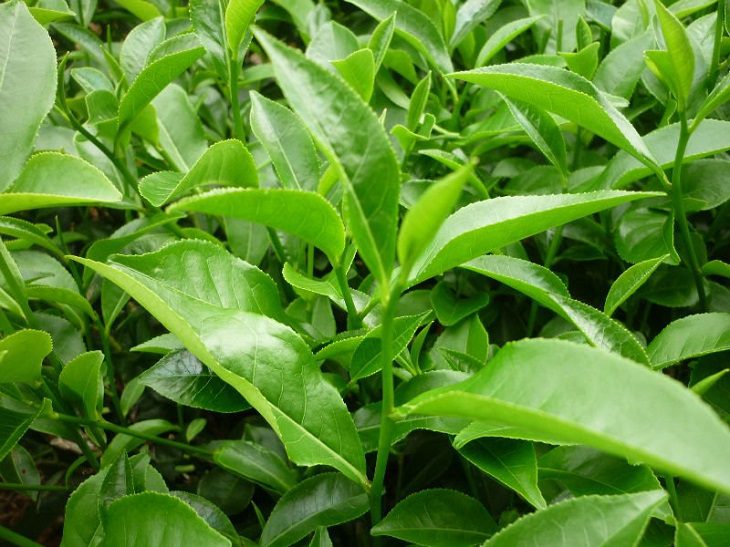 Lá trà xanh có khả năng chống oxy hóa, kháng viêm rất tốt