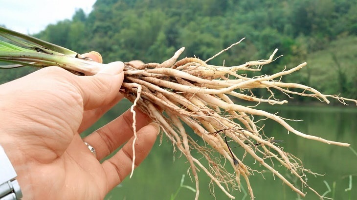 Rễ cau chứa nhiều thành phần tốt cho sức khỏe sinh lý phái mạnh