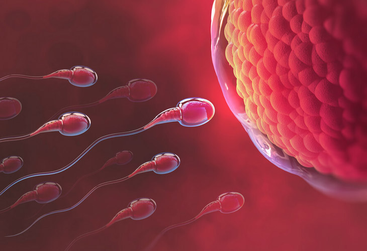 Mất khoảng 5 - 7 ngày để chị em có thể nhận thấy các dấu hiệu trứng đã gặp tinh trùng