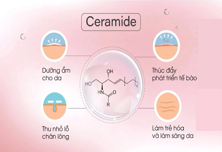 Ceramide được xem như một loại axit béo (lipid)
