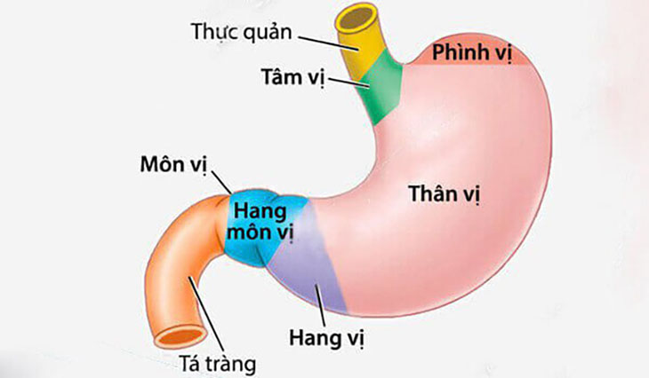 Viêm hang vị là tình trạng viêm lớp niêm mạc bên trong tại phần hang vị của dạ dày