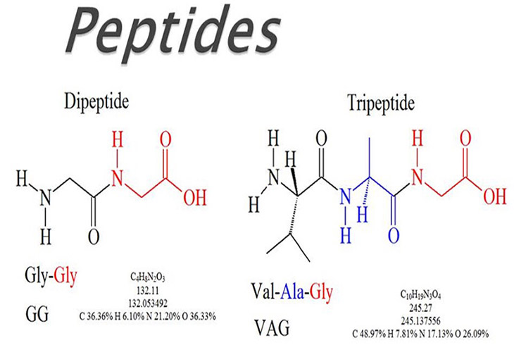 peptide 